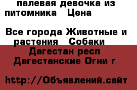 палевая девочка из питомника › Цена ­ 40 000 - Все города Животные и растения » Собаки   . Дагестан респ.,Дагестанские Огни г.